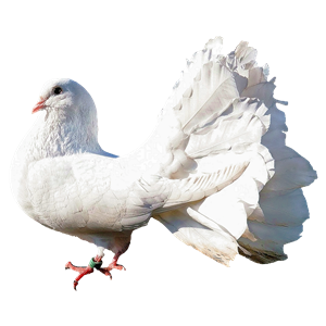 Pigeon PNG-54607